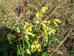 Image result for Himmelschlüssel