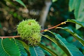 Attēlu rezultāti vaicājumam “Castanea sativa  fruit”