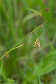 Attēlu rezultāti vaicājumam “Carex capillaris”