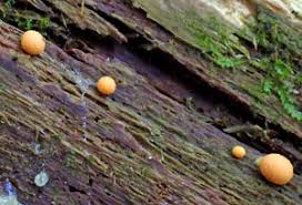 Attēlu rezultāti vaicājumam “Lycogala fuscoolearium”