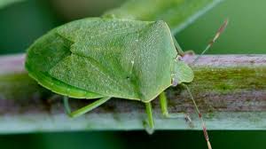 Attēlu rezultāti vaicājumam “Pentatomidae”