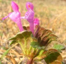 Attēlu rezultāti vaicājumam “Lamium amplexicaule flower”