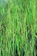 Attēlu rezultāti vaicājumam “Leersia oryzoides”