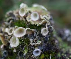 Attēlu rezultāti vaicājumam “Cladonia fimbriata”