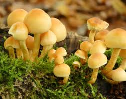 Attēlu rezultāti vaicājumam “Hypholoma sp.”