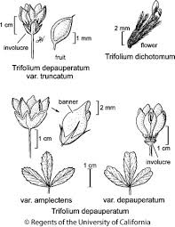 Attēlu rezultāti vaicājumam “Trifolium dubium fruit”