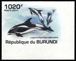 Image result for Lagenorhynchus albirostris