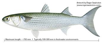 Image result for Mugil cephalus