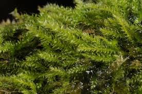 Attēlu rezultāti vaicājumam “Herzogiella seligeri”