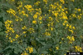 Attēlu rezultāti vaicājumam “Brassica napus”