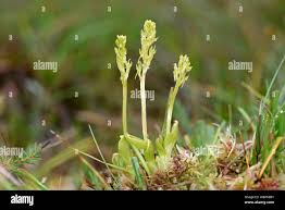 Attēlu rezultāti vaicājumam “Hammarbya paludosa leaf”