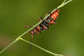 Attēlu rezultāti vaicājumam “Cantharis rustica imago”