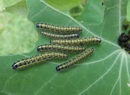 Attēlu rezultāti vaicājumam “Pieris brassicae underside”