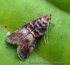 Attēlu rezultāti vaicājumam “Acrobasis advenella”