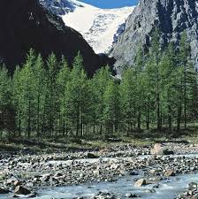 Attēlu rezultāti vaicājumam “Larix sibirica”