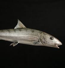 Image result for Albula vulpes