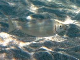 Image result for Siganus rivulatus
