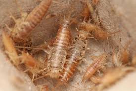 Attēlu rezultāti vaicājumam “Bilimbia tetramera”