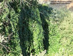 Attēlu rezultāti vaicājumam “Bryonia alba bud”