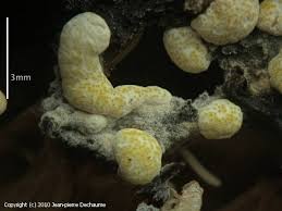 Attēlu rezultāti vaicājumam “Hypocrea pulvinata”