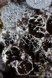 Attēlu rezultāti vaicājumam “Physarum contextum”