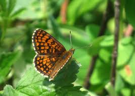 Attēlu rezultāti vaicājumam “Mellicta athalia underside”