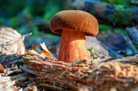 Attēlu rezultāti vaicājumam “Sutorius luridiformis”