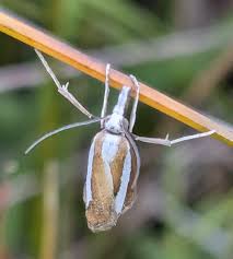 Attēlu rezultāti vaicājumam “Catoptria margaritella”