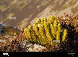 Attēlu rezultāti vaicājumam “Huperzia selago”