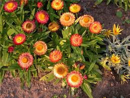 Image result for Strohblume