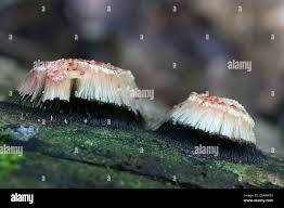 Attēlu rezultāti vaicājumam “Stemonitis axifera young”