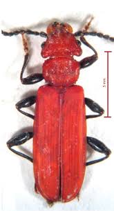Attēlu rezultāti vaicājumam “Cucujus cinnaberinus”