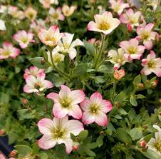 Image result for Steinbrech