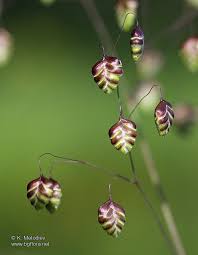 Attēlu rezultāti vaicājumam “Briza media bud”