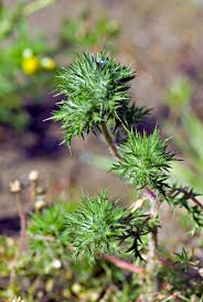 Attēlu rezultāti vaicājumam “Weissia squarrosa”