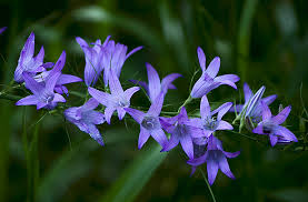 Image result for Campanula rapunculus