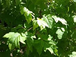 Attēlu rezultāti vaicājumam “Acer negundo leaf”