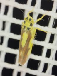 Attēlu rezultāti vaicājumam “Eupteryx vittata”