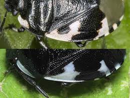 Attēlu rezultāti vaicājumam “Tritomegas bicolor nymph”