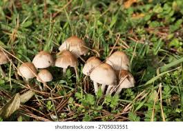 Attēlu rezultāti vaicājumam “Psathyrella sp.”