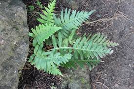 Attēlu rezultāti vaicājumam “Polypodium vulgare”