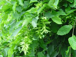 Attēlu rezultāti vaicājumam “Carpinus caroliniana female flower”