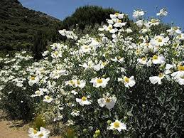 Image result for Romneya coulteri