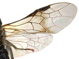 Attēlu rezultāti vaicājumam “Eriocampa ovata larva”