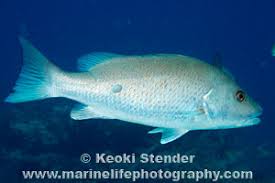 Image result for Lutjanus griseus