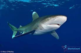 Image result for Carcharhinus