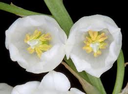 Attēlu rezultāti vaicājumam “Convallaria majalis flower”