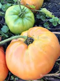 Afbeeldingsresultaat voor mortgage lifter bicolor strain tomato