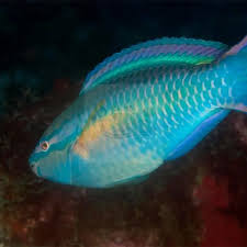 Image result for Scarus taeniopterus