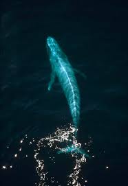 Image result for Balaenoptera musculus